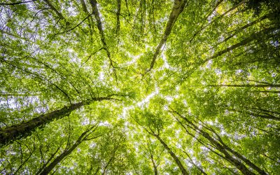 Un Parc National en Entre-Sambre-et-Meuse ? Et pourquoi pas ?